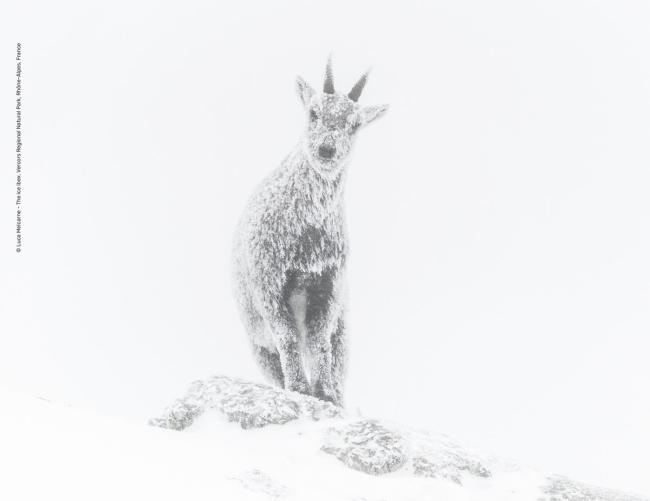 The ice ibex - foto di Luca Melcarne